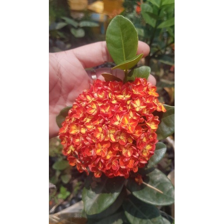 Mẫu đơn phụng hoàng kim/cam cao 50cm