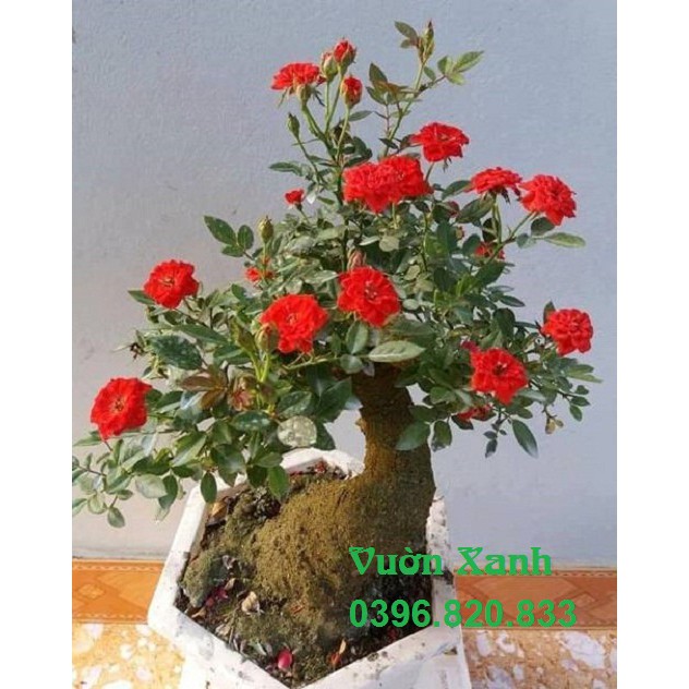 Phân bón Siêu Lân Cao dùng cho hoa hồng (kích thích ra hoa đồng loạt)