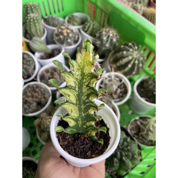 XƯƠNG RỒNG EUPHOR VAR