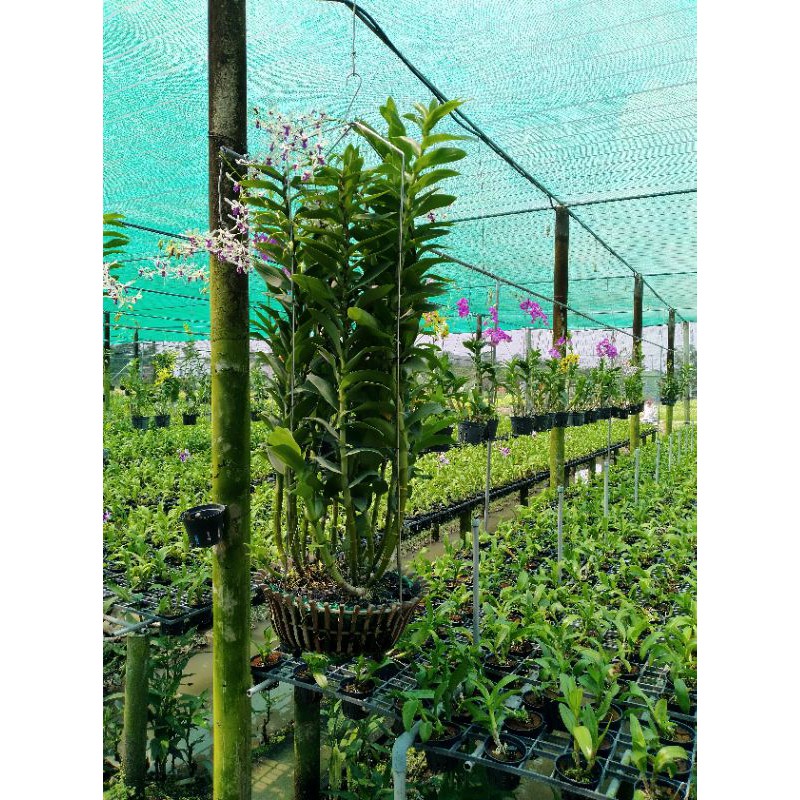 denro nắng bà liễu xưa