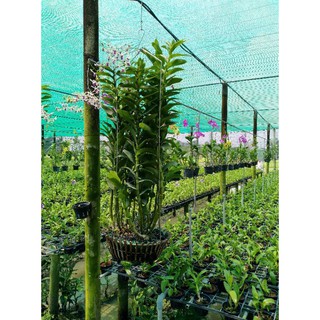 denro nắng bà liễu xưa