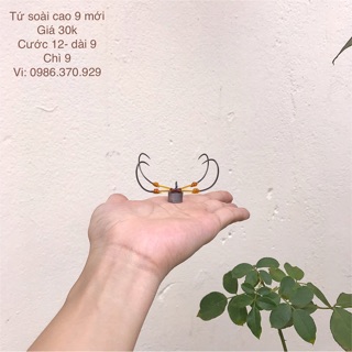 Lưỡi câu lục soài cao 9