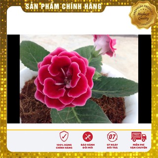 Hạt giống Hoa Tử La Lan 4-5 hạt
