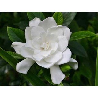 bầu Hoa bạch thiên hương-nguyên bầu cây giống