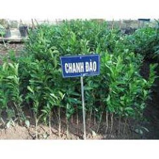 Cây chanh đào 20k