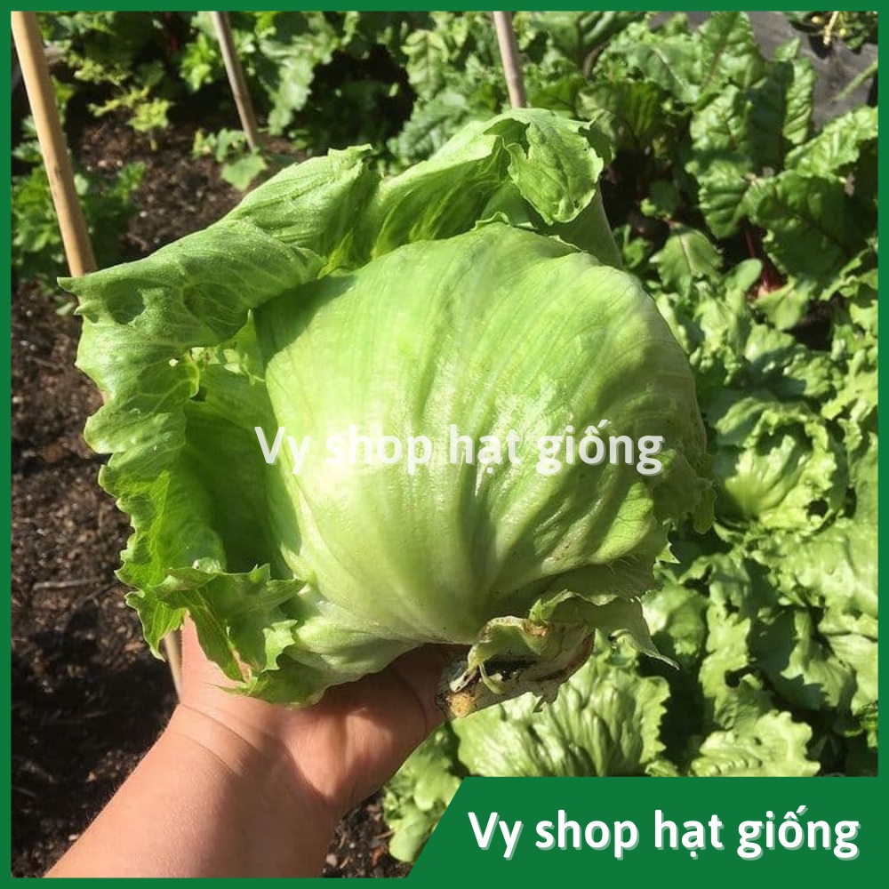 Hạt giống rau xà lách búp iceberg Thái Lan gói 5000 hạt