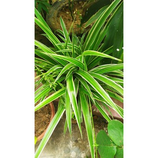 Cây cỏ lan chi(hình thật)