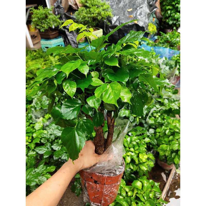 Cây hạnh phúc, cây phong thủy để bàn