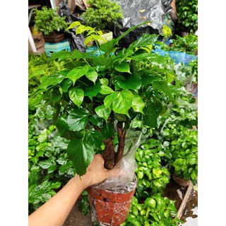 Cây hạnh phúc, cây phong thủy để bàn