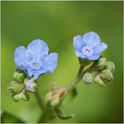 Hạt giống HOA LƯU LY XANH, Hạt giống Forget-Me-Not của Trung Quốc để trồng (Cynoglossum amabile)