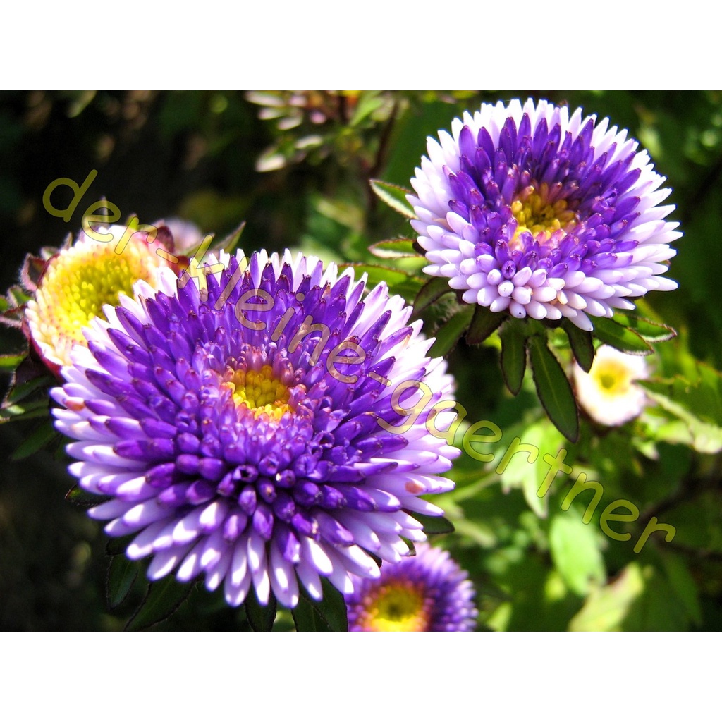 Hạt Giống Hoa Cúc Nhật PomPom Mix gói 50 hạt đẹp