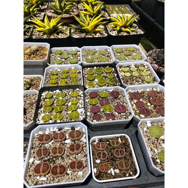 Thạch lan/ lithop/ sen mông C111a