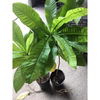 Cây ngọc kì lân - cây xala