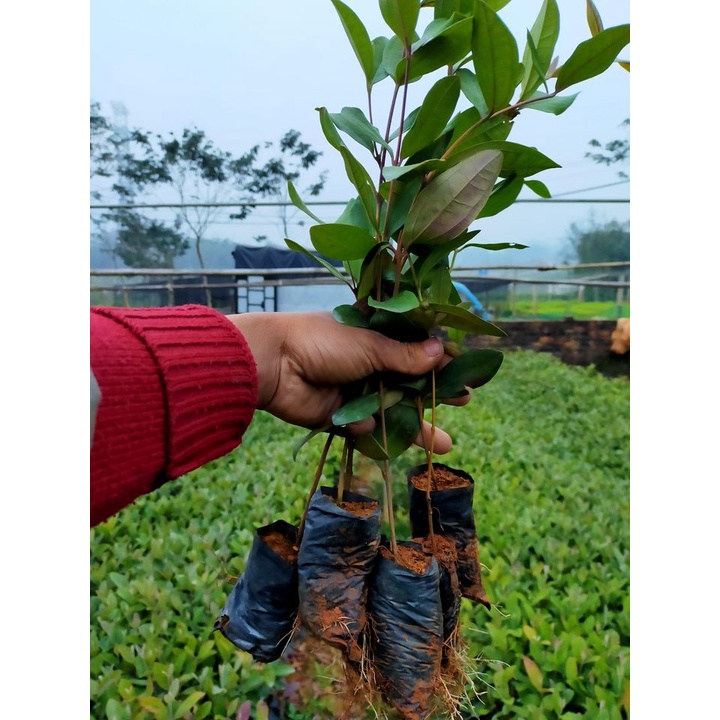 CÂY SIM TÍM RỪNG SIÊU QUẢ