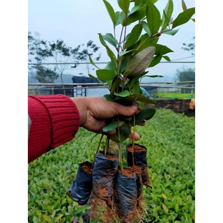 Cây Sim Tím Rừng Siêu Quả, Hương Vị Tự Nhiên, Tốt Cho Sức Khỏe Và Dễ Trồng, Phù Hợp Nhiều Vùng Miền
