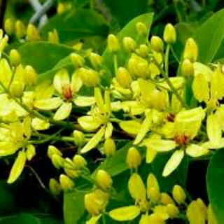 Cây giống mai hoàng yến leo giàn