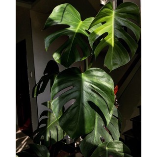 Trầu Bà Lá Xẻ Dòng Leo - Monstera Borsigiana