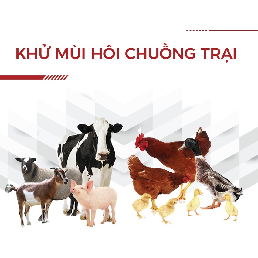 Men khử mùi hôi chuồng lợn, gà, vịt, trâu, bò, dê, thỏ, nhím ... Khử mùi hôi chuồng trại