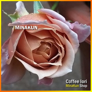 Hoa hồng ngoại Coffee Iori cực đẹp - MinaKun Shop