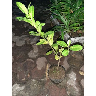 Cây giống chanh vàng Mỹ (cao khoảng 50cm)
