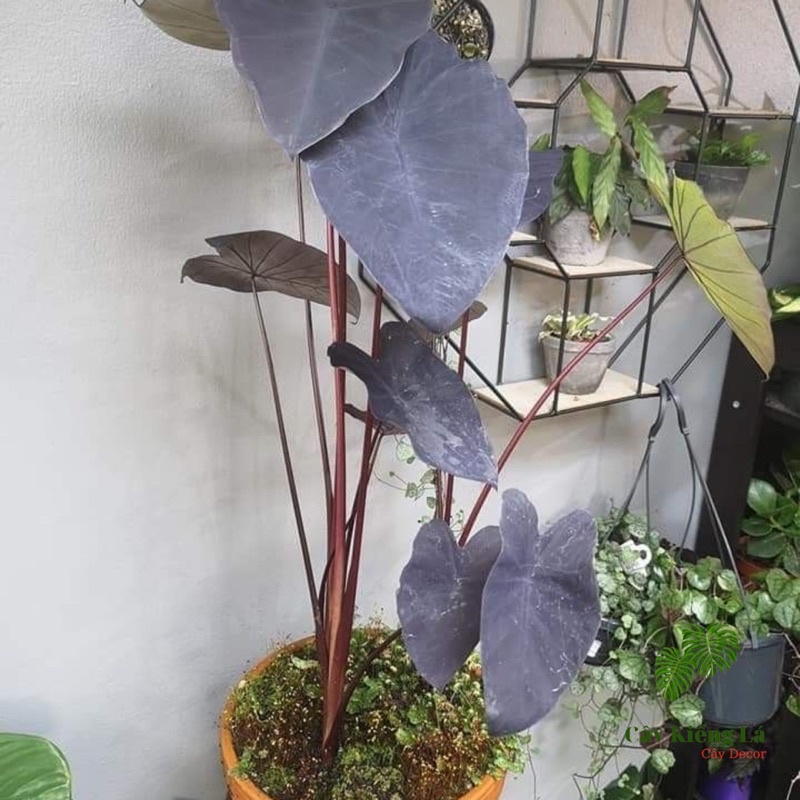Colocasia Esculenta Black Magic