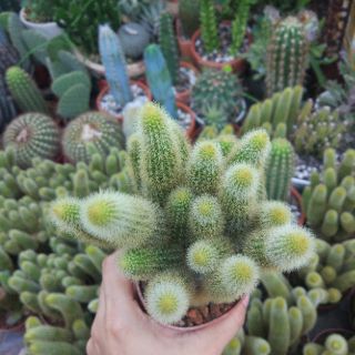 Xương rồng đuôi chồn