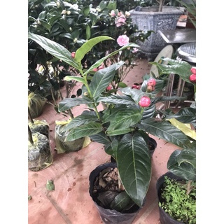 cây hải đường cao 70-80cm