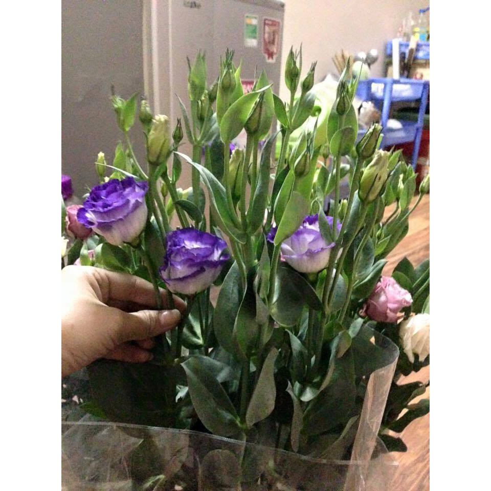 Hạt giống hoa cát tường mix - 5 hạt