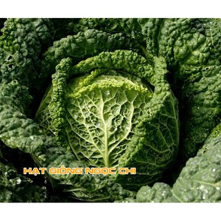 Hạt Giống Bắp Cải Nhăn - 0.2Gr