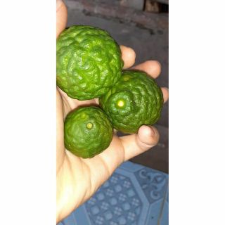 Trái chúc 100g, đặc sản an giang, làm món chấm cho món gà hấp lá chúc