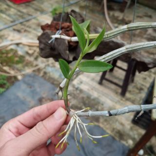 Lan Hạc Vỹ (hàng ươm kei)