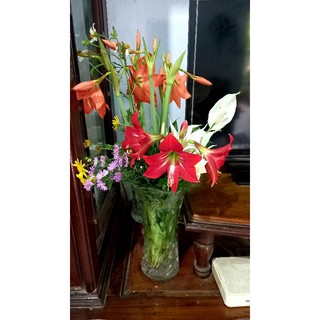 Cây huệ lan cam. combo 5 cây