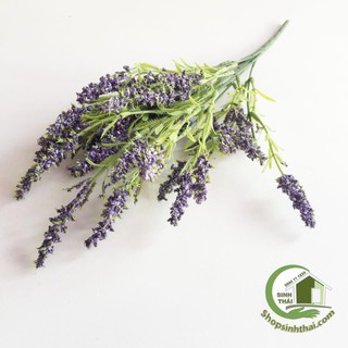 Cành hoa oải hương màu tím
