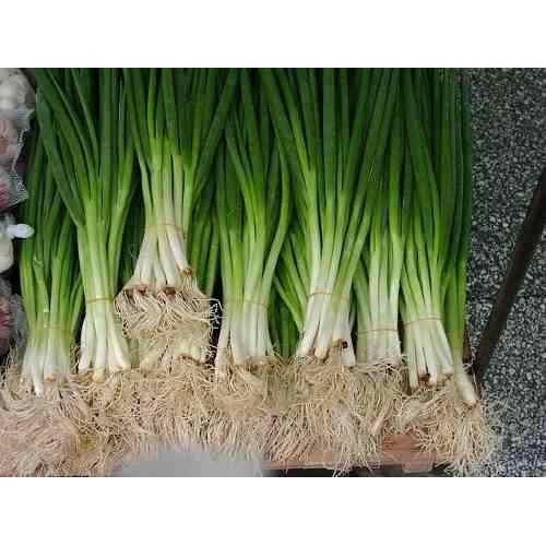 Hạt giống hành ta 1gr HN