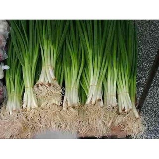 Hạt giống hành ta 1gr HN