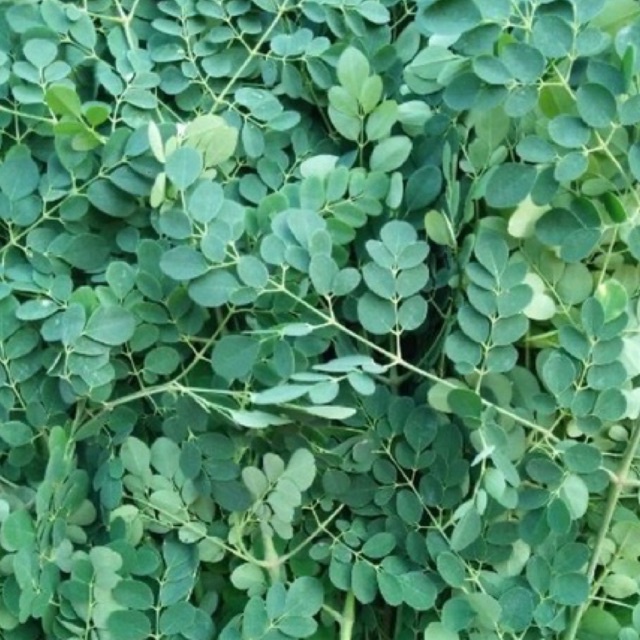 Bột chùm ngây sấy lạnh hộp 500g