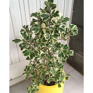 Cây bàn cẩm thạch - Ficus triangularis