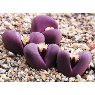 Hạt giống hoa Thạch Lan (Hoa Đá Sống) - Gói 5 hạt