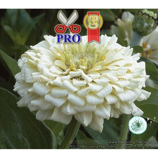 50h Hạt Giống Hoa Cúc Lá Nhám Giant Trắng F1Pro (TL| -KD: B36*X64*M197)