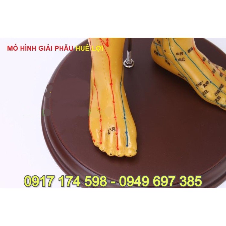 MÔ HÌNH HUYỆT VỊ MÀU ĐỒNG 50CM . MÔ HÌNH HUYỆT VỊ CƠ THỂ NGƯỜI NAM MÀU ĐỒNG