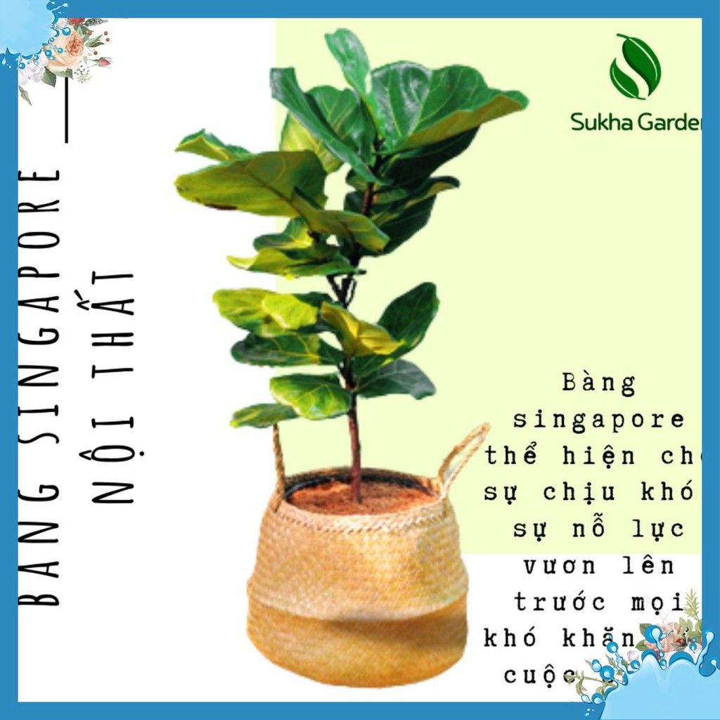 Bàng Singapore nội thất cao 80cm - 100cm