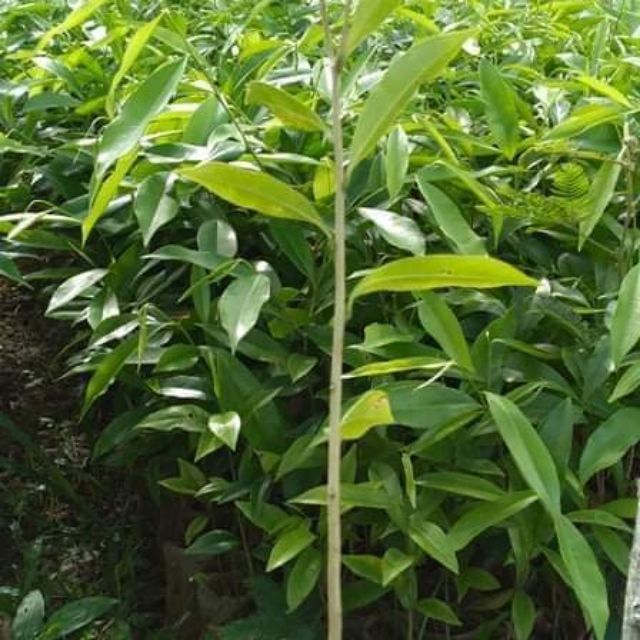 Cây gió bầu
