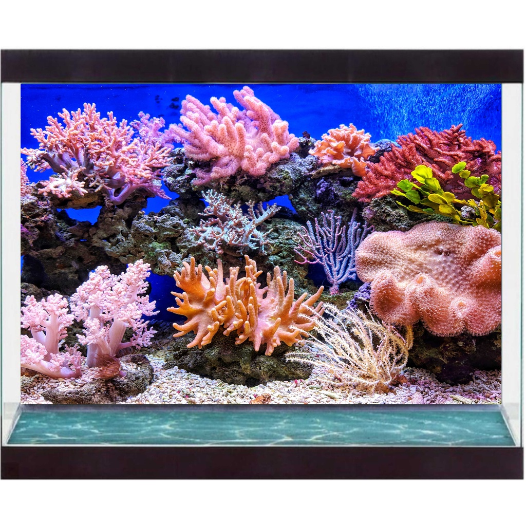 Decal Có Sẵn Keo Trang Trí Hồ Cá  - Kích Thước Lớn - Decal Sài Gòn