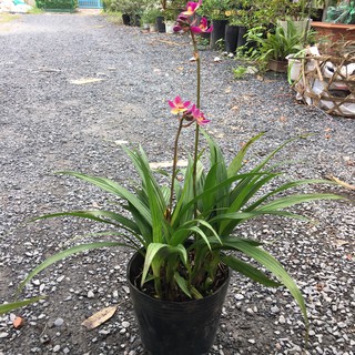 Cây lan chu đinh cho hoa đẹp - trang trí cảnh quan, sân vườn - Giao cây sắp hoa - Spathoglottis plicata