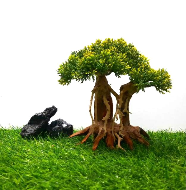 Lũa bon sai Tùng Mẫu tử