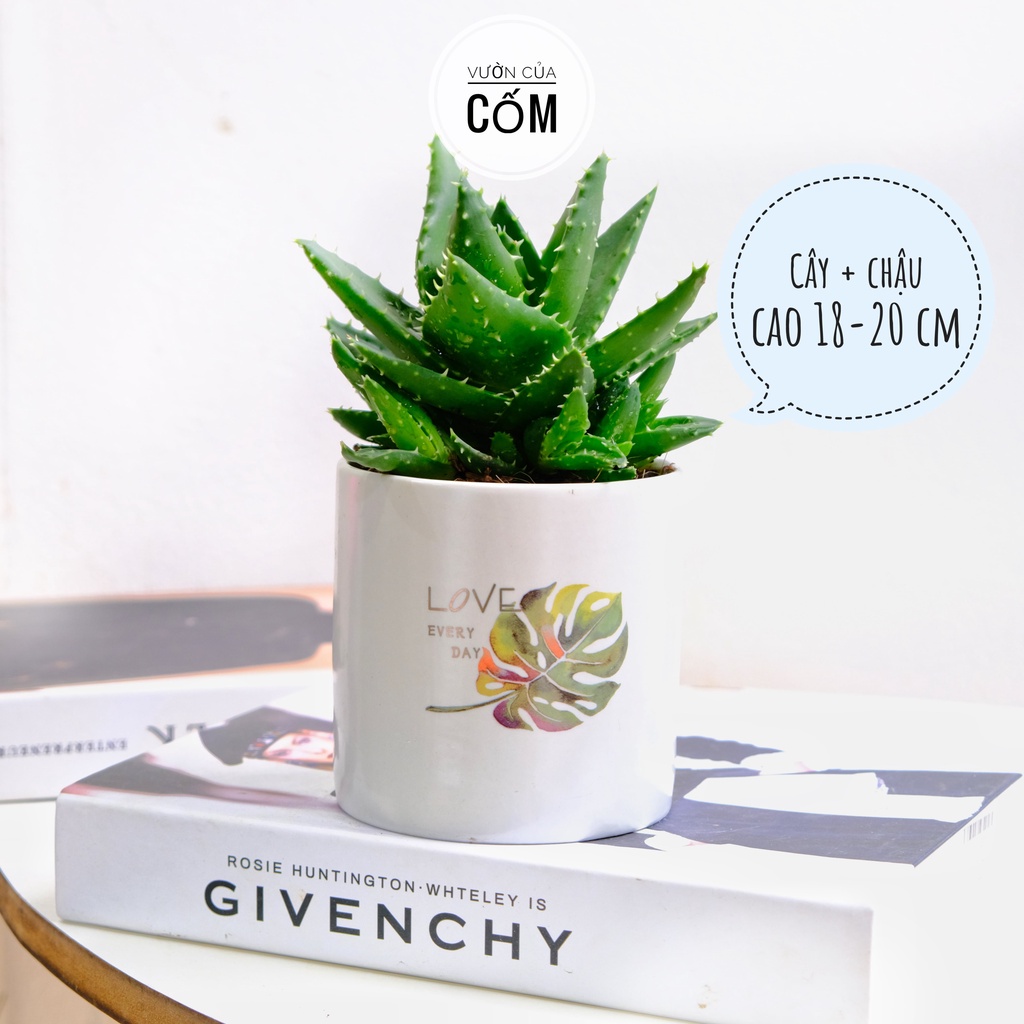 Cây Nha Đam để bàn kèm chậu sư indecal  . Giúp thanh lọc không khí , mang phong thủy