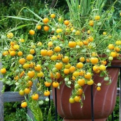 Hạt giống cà chua bi vàng (tặng phân)