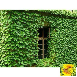 Hạt Giống Dây Thường Xuân (5-10 Hạt) - DÂY LEO XANH QUANH NĂM