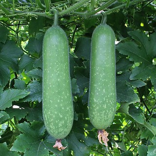HẠT GIỐNG BÍ ĐAO CHANH LAI F1 168 2GRAM