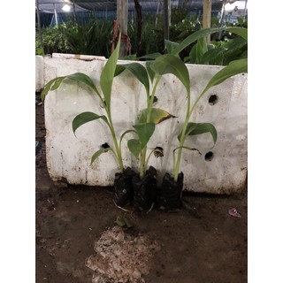 combo 5 cây CHUỐI TÂY THÁI cấy mô